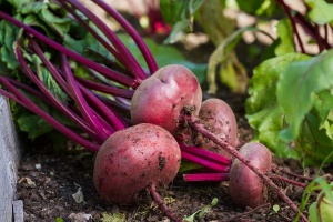 organic beets