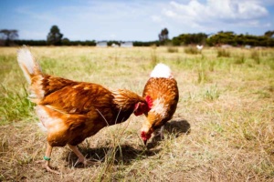 chickens in a field