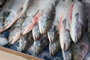 fresh Sockeye salmon