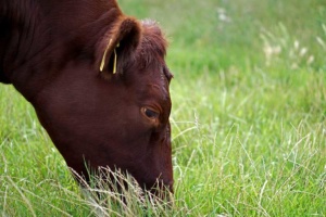 red poll bullock grazing