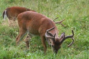 young buck white tale deer