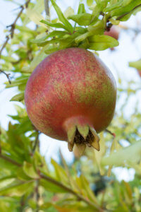 pomegranate