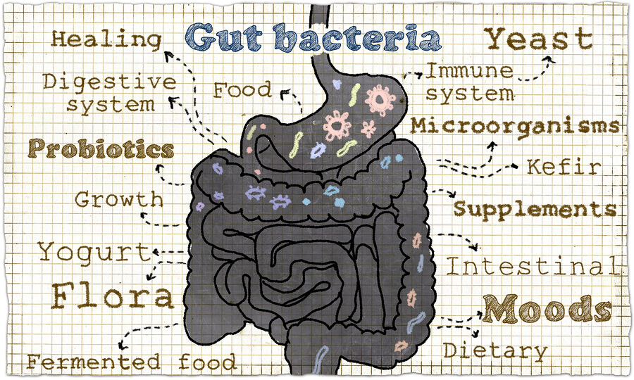 Gut bacteria