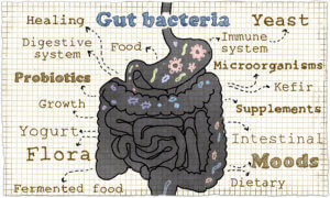 Read more about the article A Balanced and Properly Fed Microbiome | A Key To Elite Health